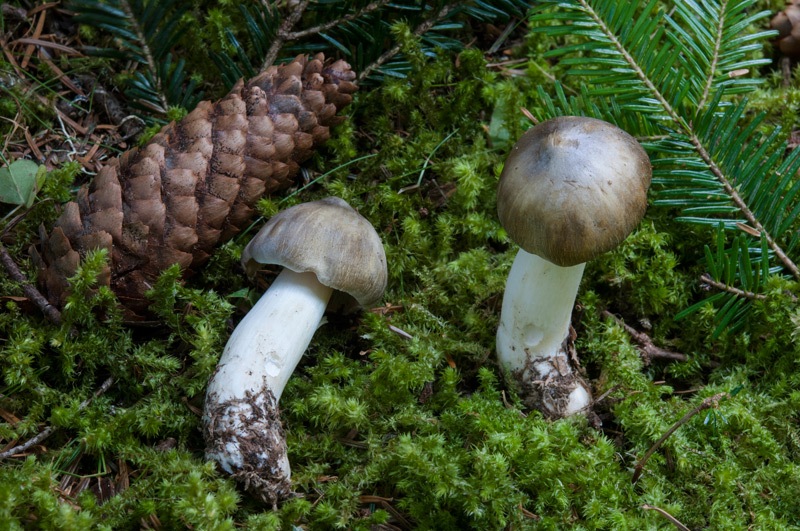 Tricholoma-guldeniae-5490_91_2024.jpg