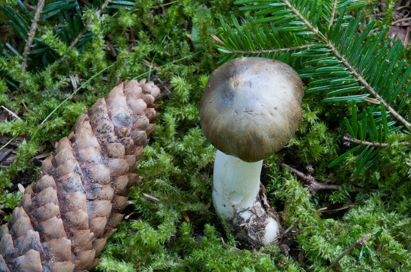 Tricholoma-guldeniae-5492_95_2024.jpg