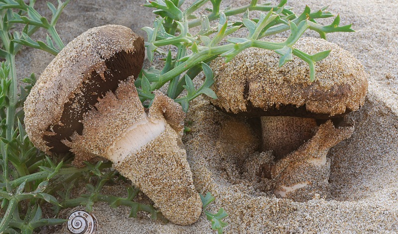 Agaricus-aridicola-12-8.jpg
