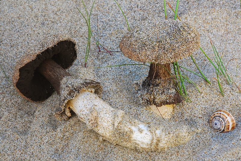 Agaricus-aridicola-8-10.jpg