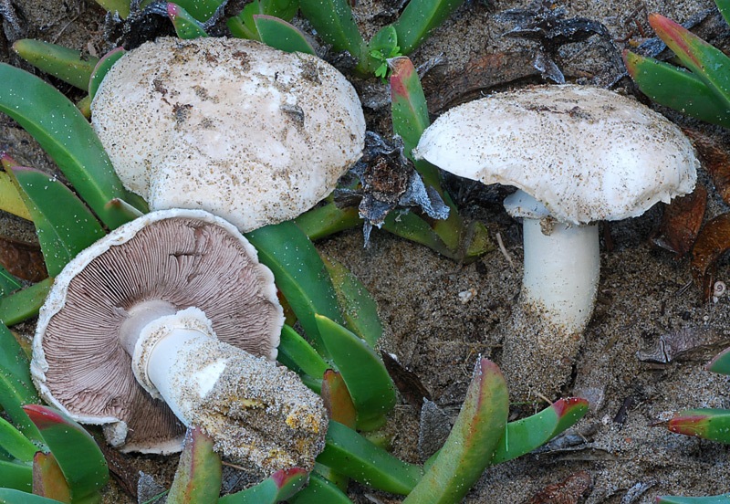 Agaricus-menieri-01-2-5.jpg
