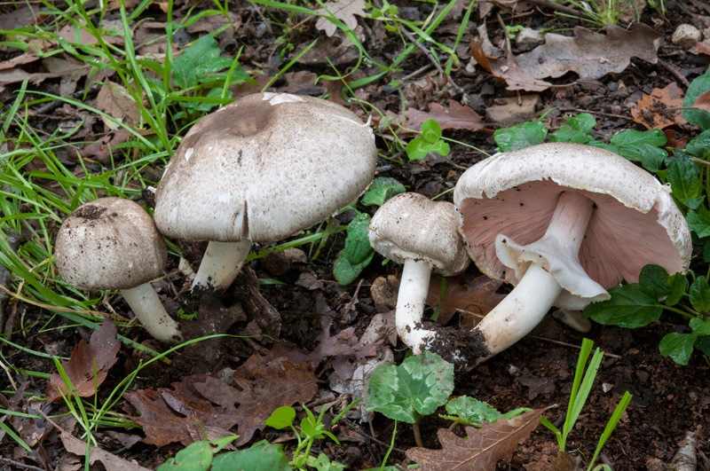 Agaricus-moelleri-7018_19_2024.jpg