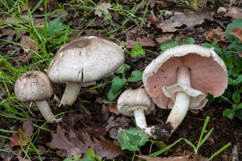 Agaricus-moelleri-7022_23_2024.jpg