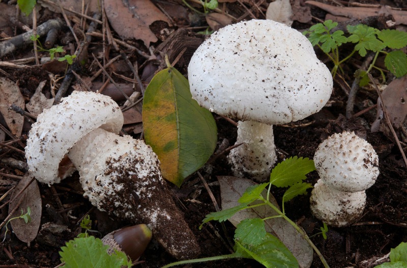 Amanita-gracilior-7896_01_2024.jpg