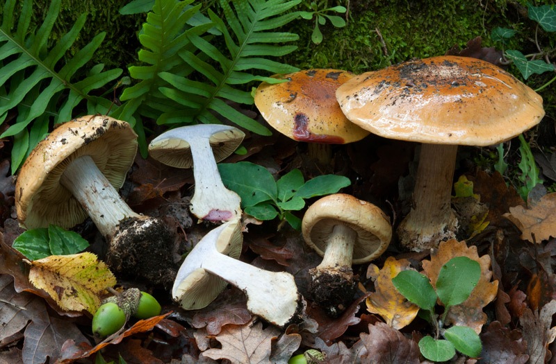 Calonarius-bergeronii-6834_40_2024.jpg