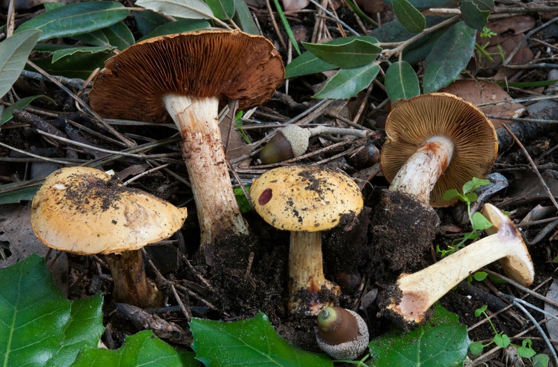 Calonarius-bergeronii-7878_82_2024.jpg