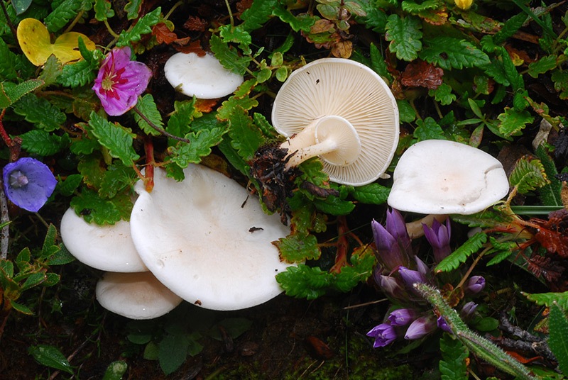 Clitocybe-dryadicola---C-lamoureae-06.jpg
