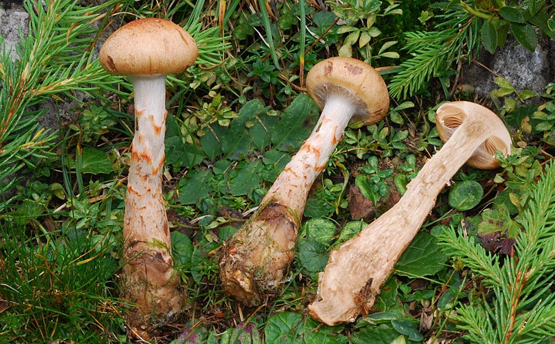 Cortinarius-armillatus-01-4-7.jpg