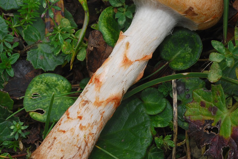 Cortinarius-armillatus-11.jpg