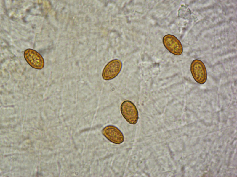 Cortinarius-armillatus-15-Spore-KOH-1000x.jpg