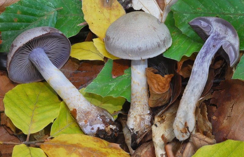 Cortinarius-cingulatus-04-7-9-TL241005-05.jpg