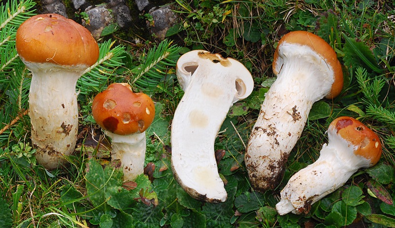 Cortinarius-claricolor-0-15-9.jpg