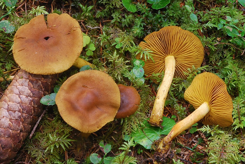 Cortinarius-croceus---C-holoxanthus-01-4.jpg