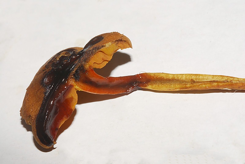 Cortinarius-croceus---C-holoxanthus-06.jpg