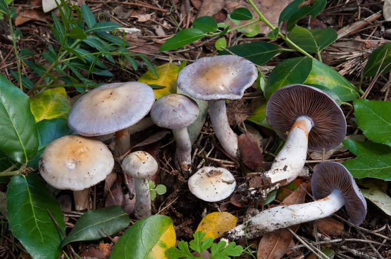 Cortinarius-dryosalor-7863_68_2024.jpg