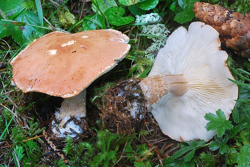 Cysstodermella-terryi-03-6.jpg