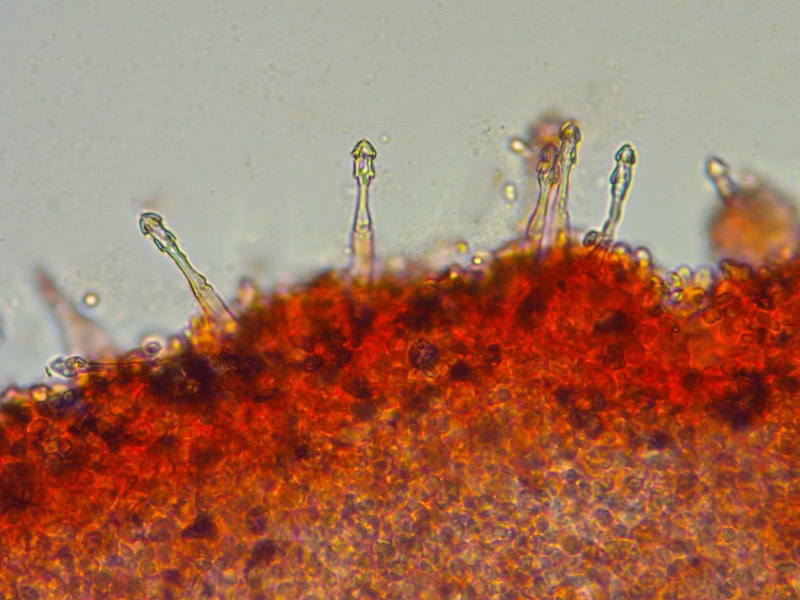 Cysstodermella-terryi-19-Cheilo-RC-400x.jpg