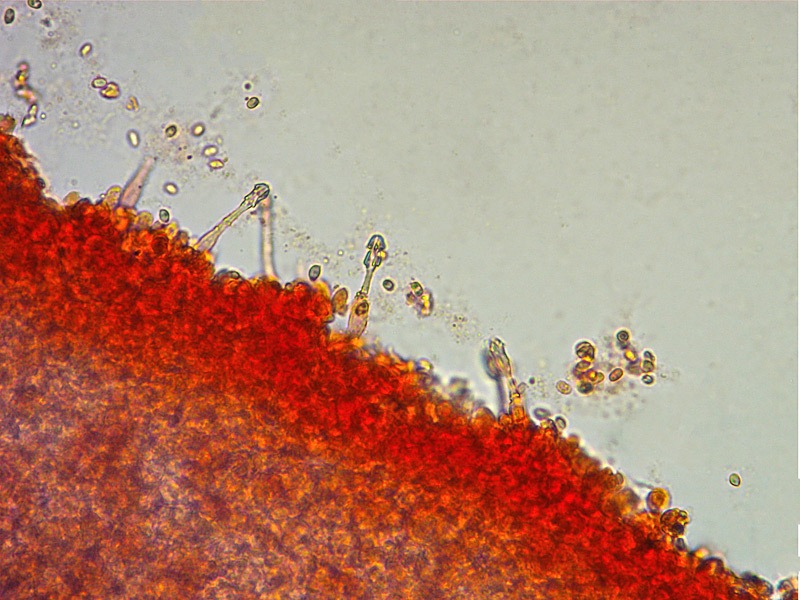 Cysstodermella-terryi-36-Cheilo-RC-400x.jpg
