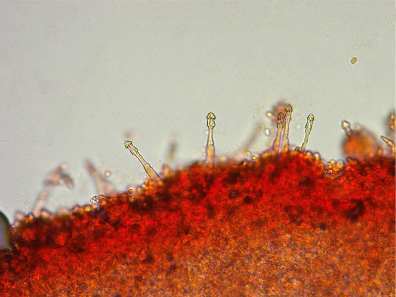 Cysstodermella-terryi-40-Cheilo-RC-400x.jpg