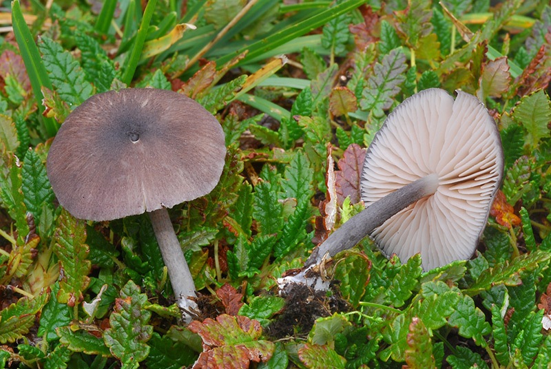 Entoloma-aranense-01-2.jpg