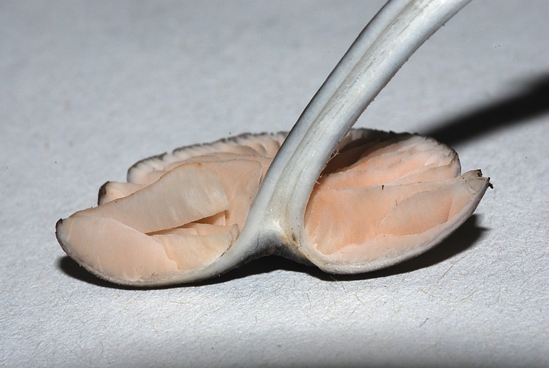 Entoloma-aranense-10.jpg