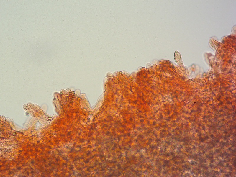 Entoloma-aranense-14-Cheilo-RC-200x.jpg