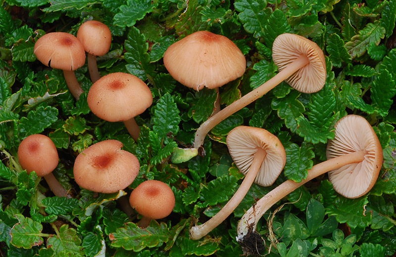 Entoloma-catalaunicum-04.jpg