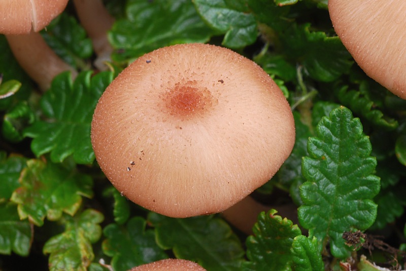 Entoloma-catalaunicum-05.jpg