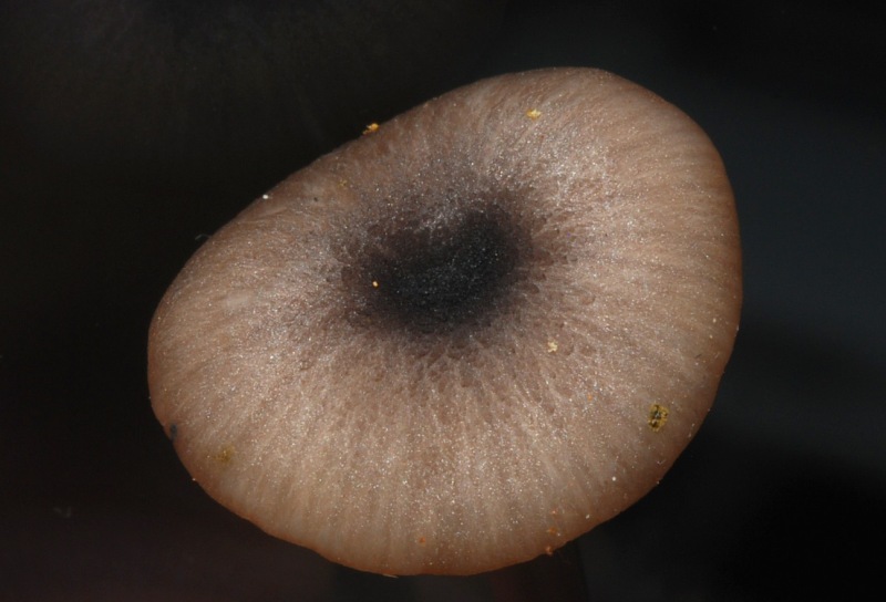 Entoloma-huijsmanii-09.jpg