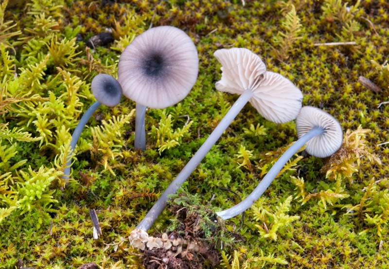 Entoloma-huijsmanii-5644_2024.jpg