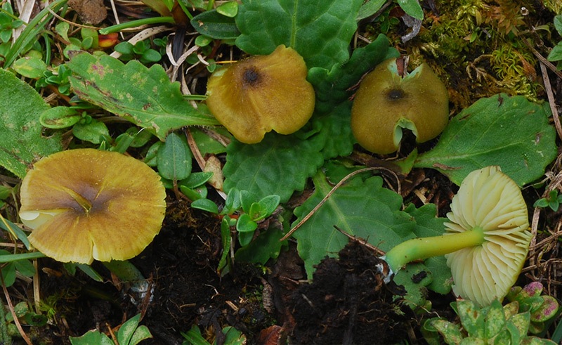 Entoloma-incanum-07-9.jpg