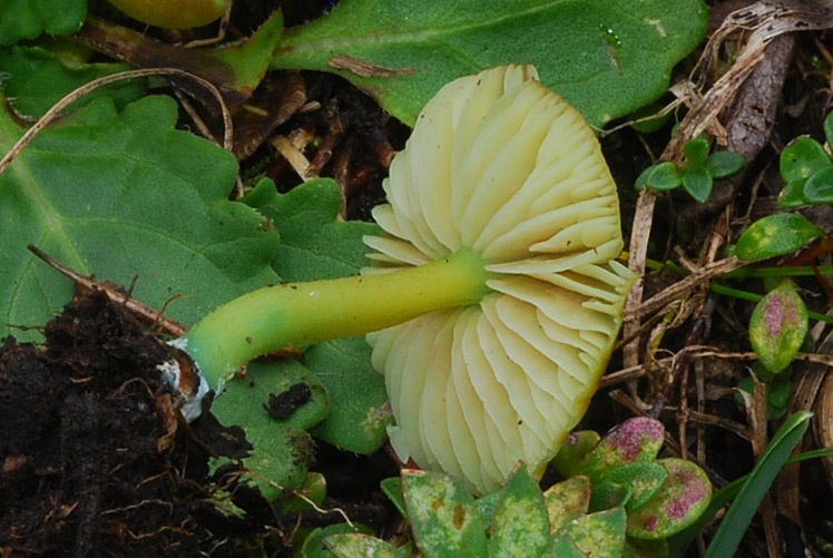 Entoloma-incanum-07.jpg