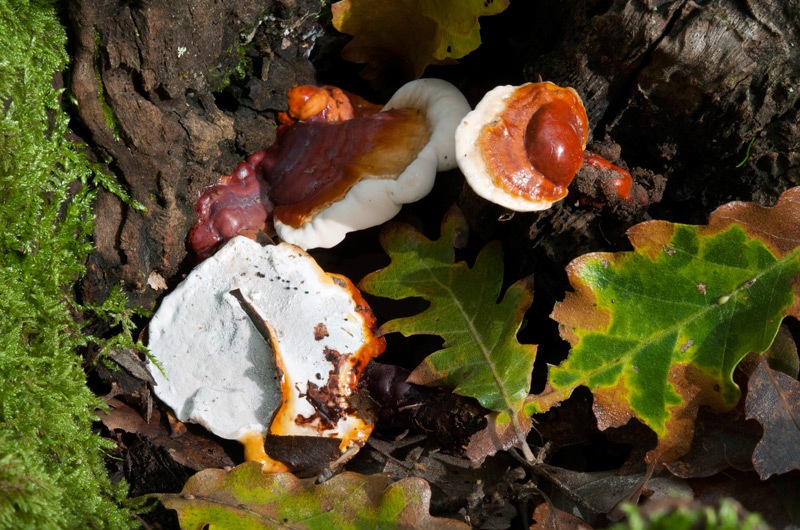 Ganoderma-lucidum-7176_78_2024.jpg