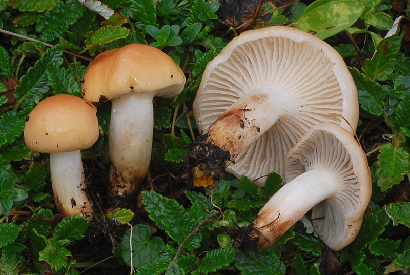 Gomphidius-maculatus-01.jpg