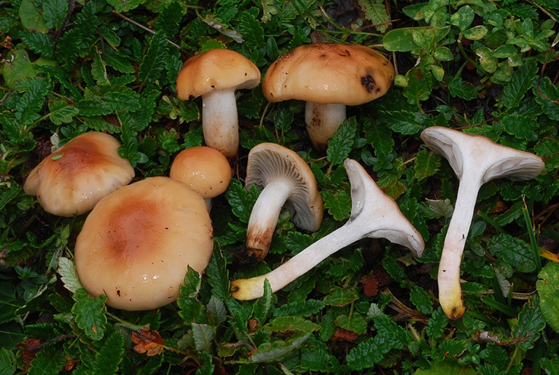 Gomphidius-maculatus-07.jpg