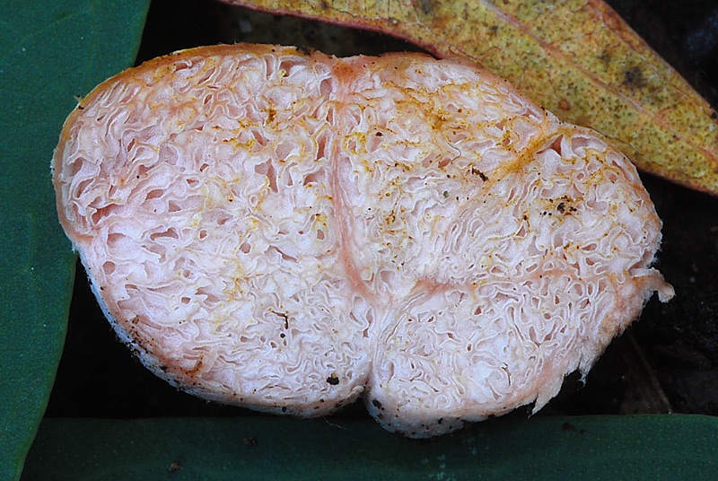 Hydnangium-carneum-14.jpg
