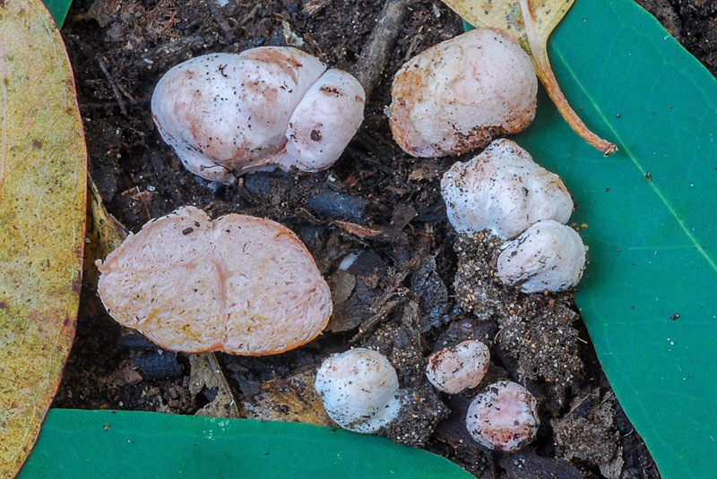 Hydnangium-carneum-21.jpg
