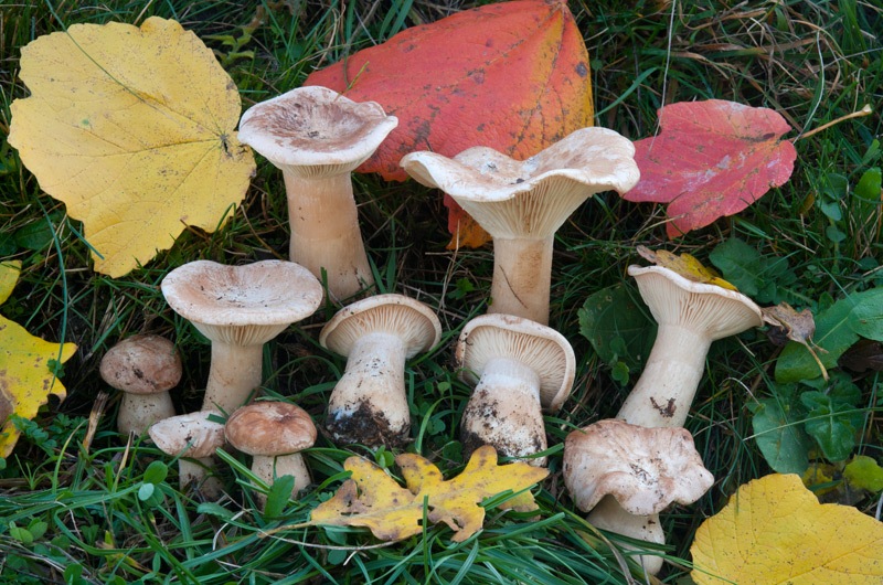 Infundibulicybe-geotropa-7942_43_2024.jpg