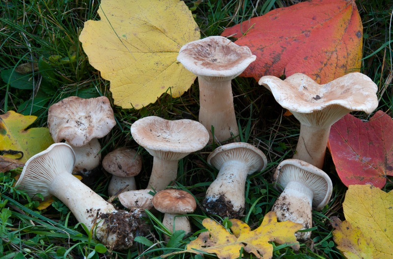 Infundibulicybe-geotropa-7950_54_2024.jpg