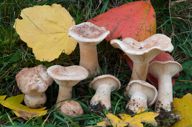 Infundibulicybe-geotropa-7976_80_2024.jpg