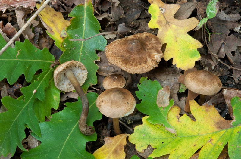 Inocybe-tenebrosa-7082_85_2024.jpg