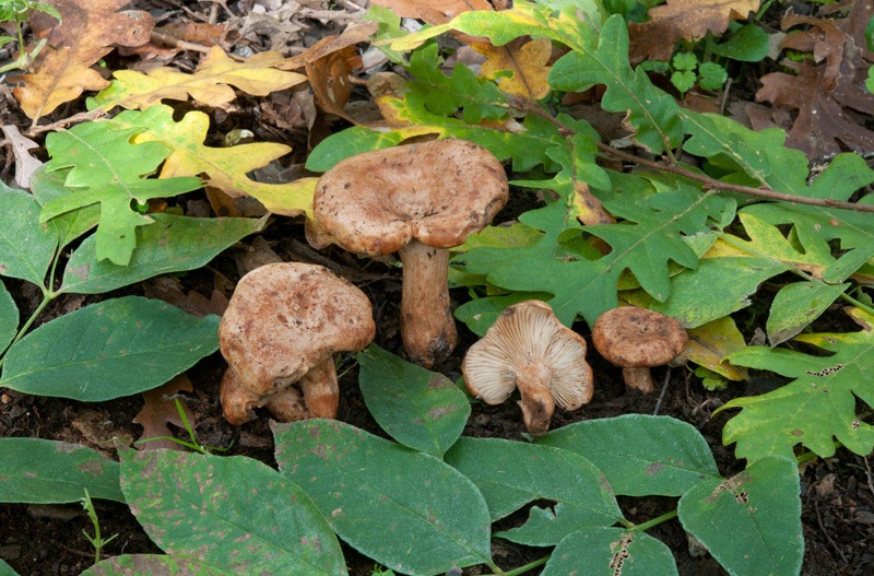 Lactarius-fraxineus-7057_60_2024.jpg