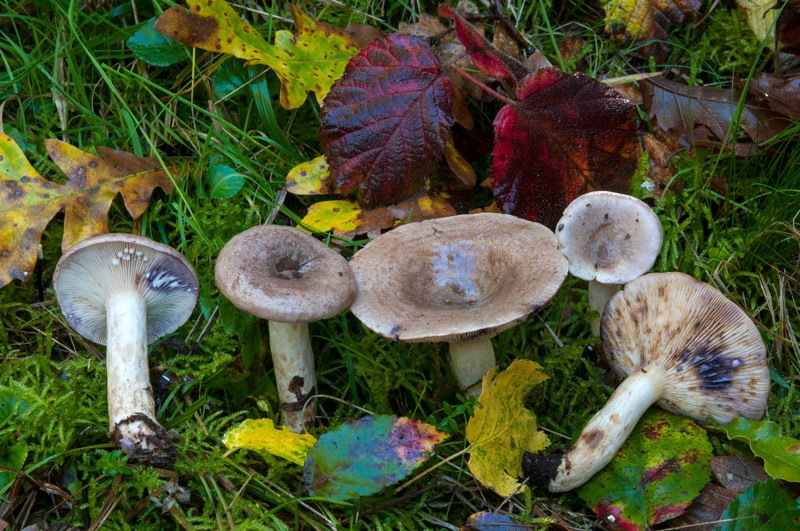 Lactarius-luridus-7487_88_2024.jpg