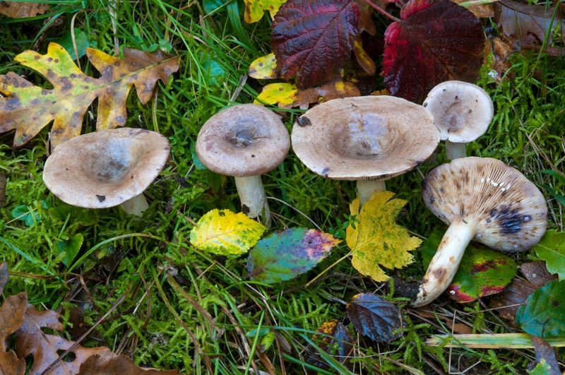 Lactarius-luridus-7491_92_2024.jpg