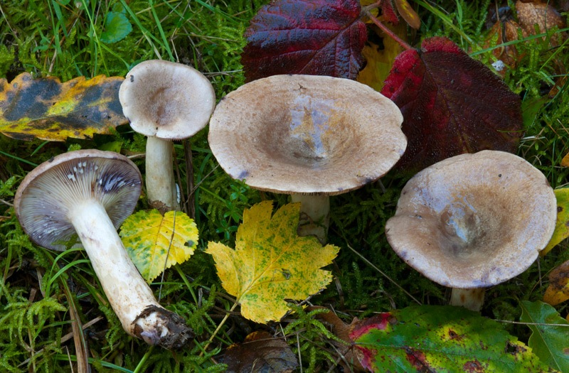 Lactarius-luridus-7511_15_2024.jpg