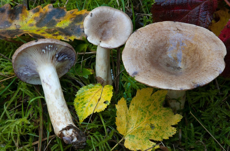 Lactarius-luridus-7516_20_2024.jpg