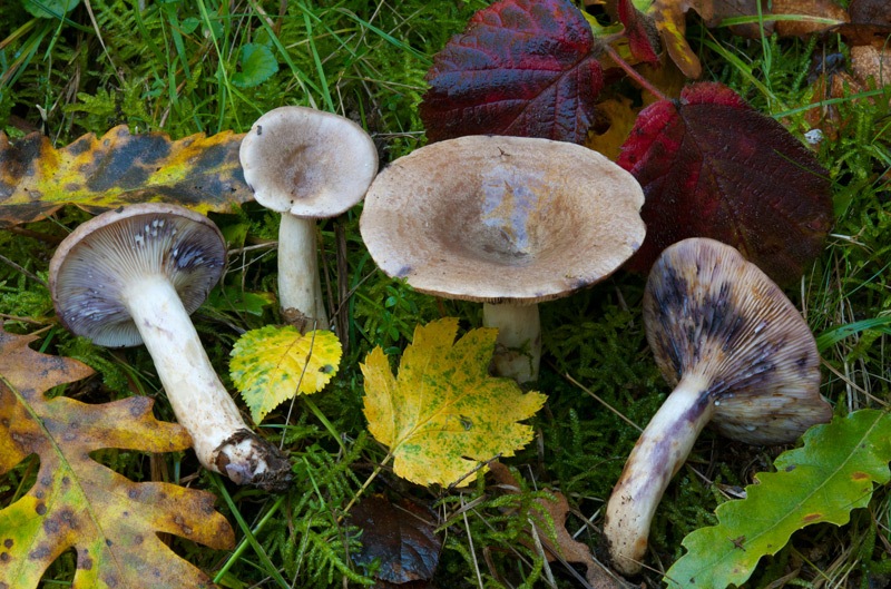 Lactarius-luridus-7521_26_2024.jpg