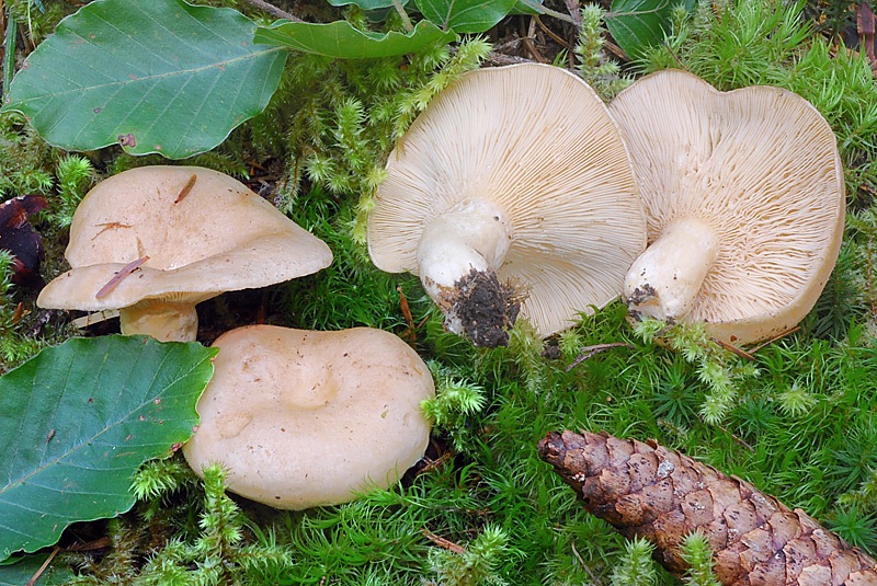 Lactarius-pallidus-05-7.jpg
