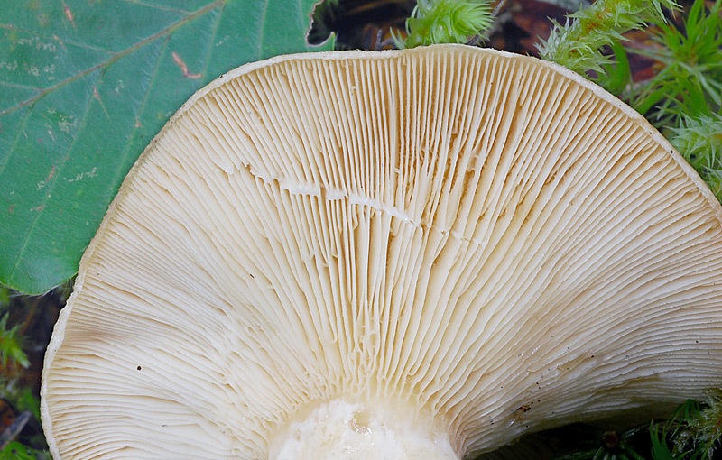 Lactarius-pallidus-08.jpg
