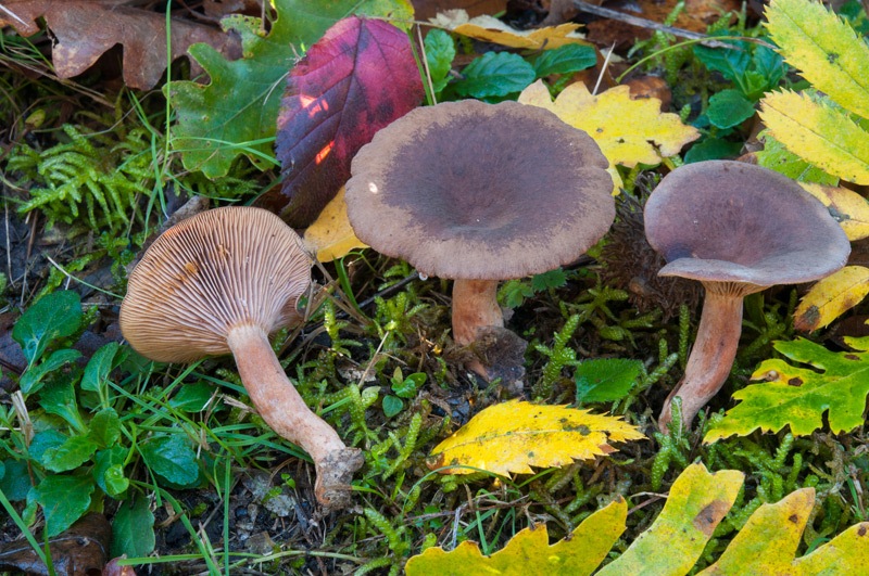 Lactarius-subumbonatus-7590_91_2024.jpg